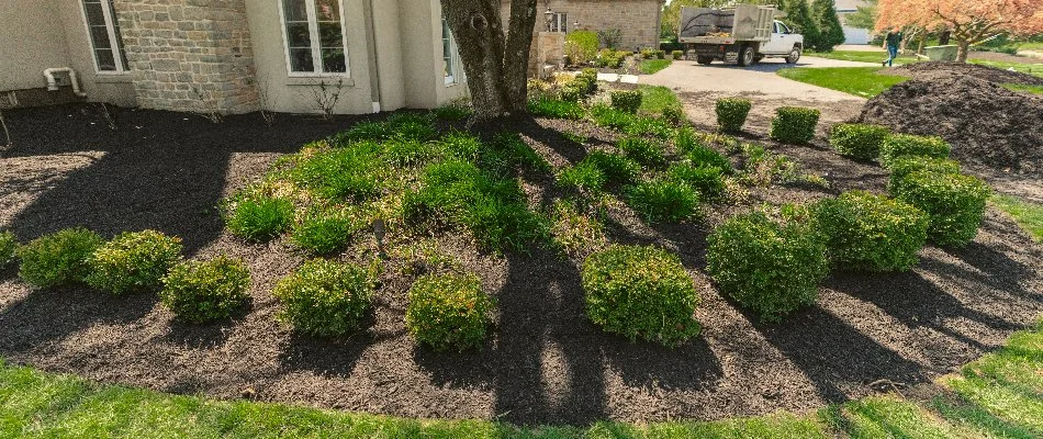 Fresh mulch with green plants in a landscape in Macungie, PA.