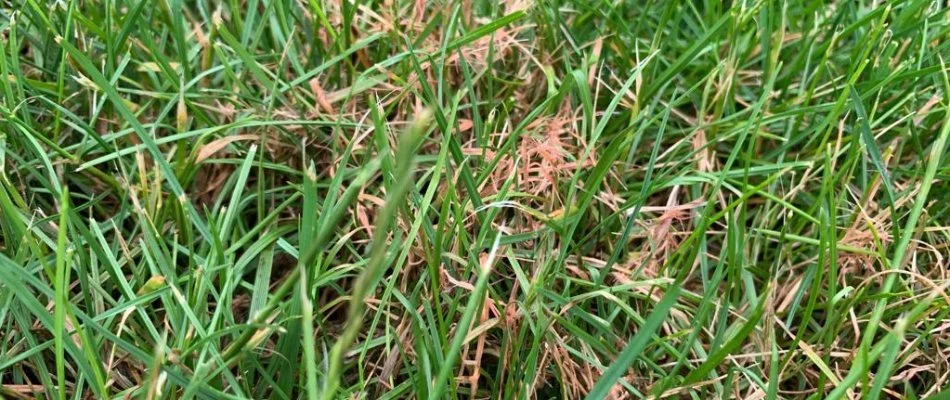 Grass blades in Macungie, PA, with red thread disease.