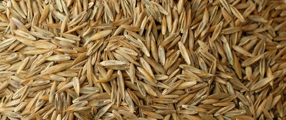 Grass seeds for overseeding a lawn in Macungie, PA.