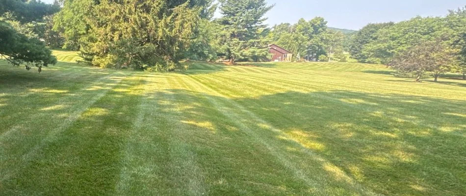 Grass in Macungie, PA, with mowing stripes.