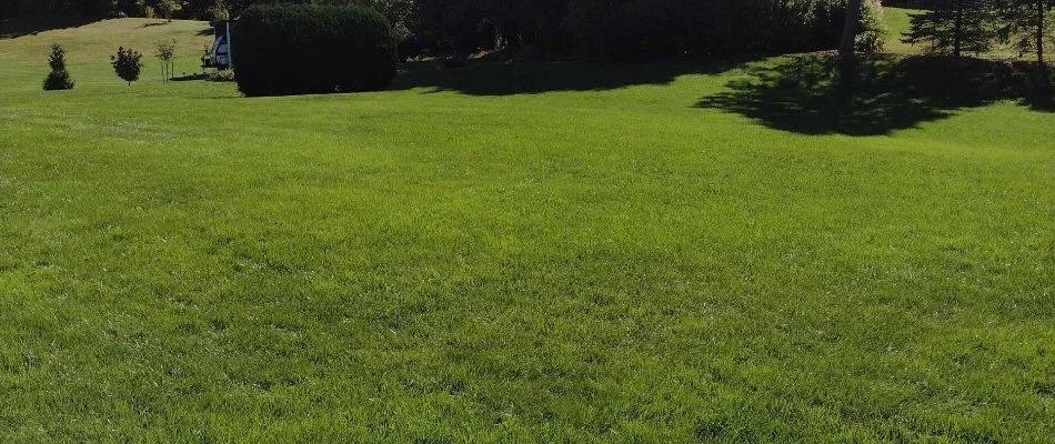 Healthy, green grass and trees in Macungie, PA.