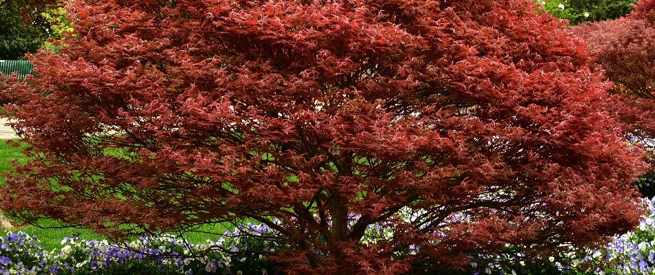 Japanese maple tree in Pennsylvania with red foliage.