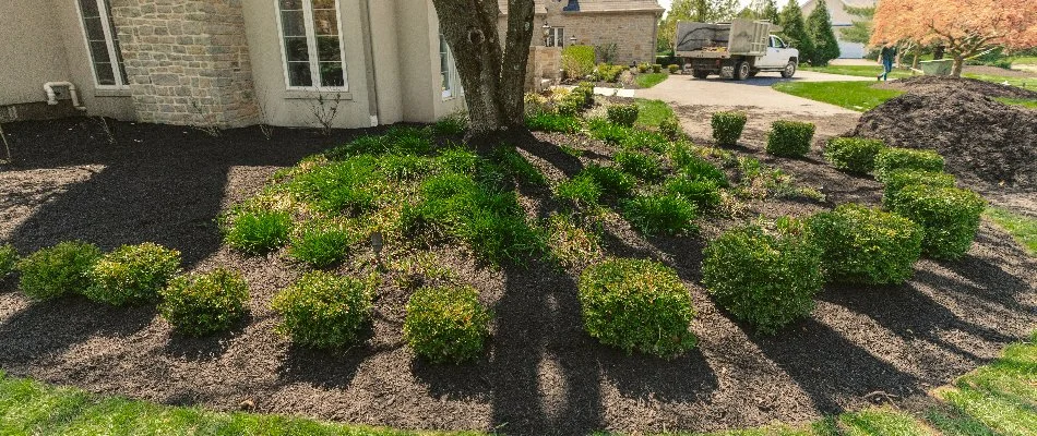 Landscape bed in Macungie, PA, with mulch and small, green shrubs.