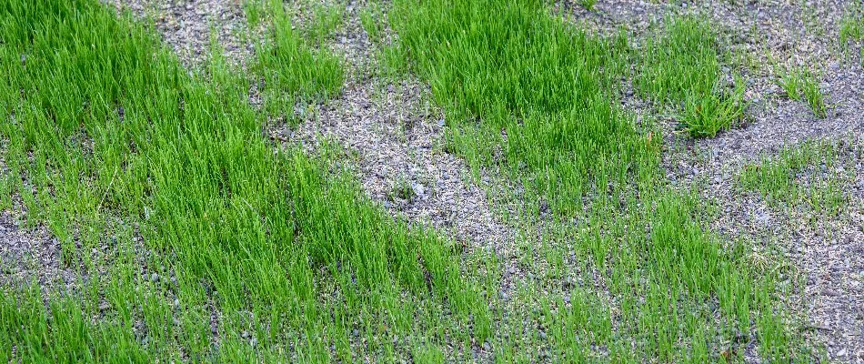 Lawn in Macungie, PA, with patchy areas.