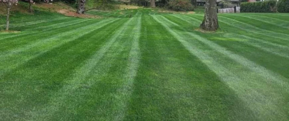 Mowing stripes on a lawn in Macungie, PA.
