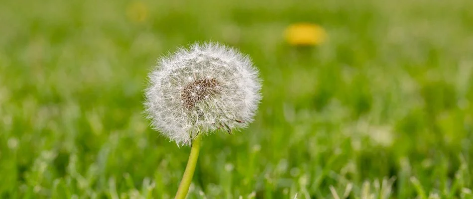 One dandelion weed in Macungie, PA.