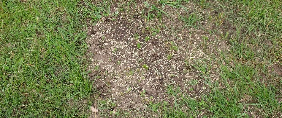 Overseeding a patchy lawn in Macungie, PA.