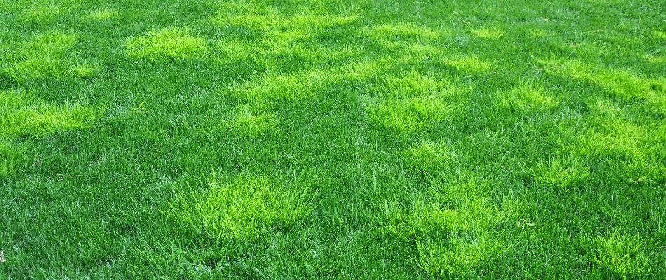 Patches of weeds on a green lawn in Macungie, PA.