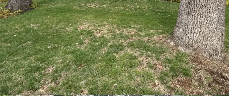 Patchy lawn with a tree in Macungie, PA.