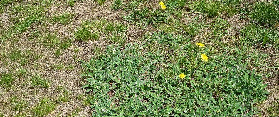 Patchy lawn in Macungie, PA, with dandelions.