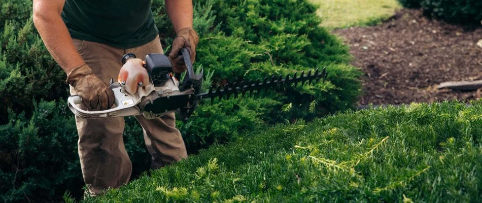 Professional trimming a green plant in Macungie, PA.