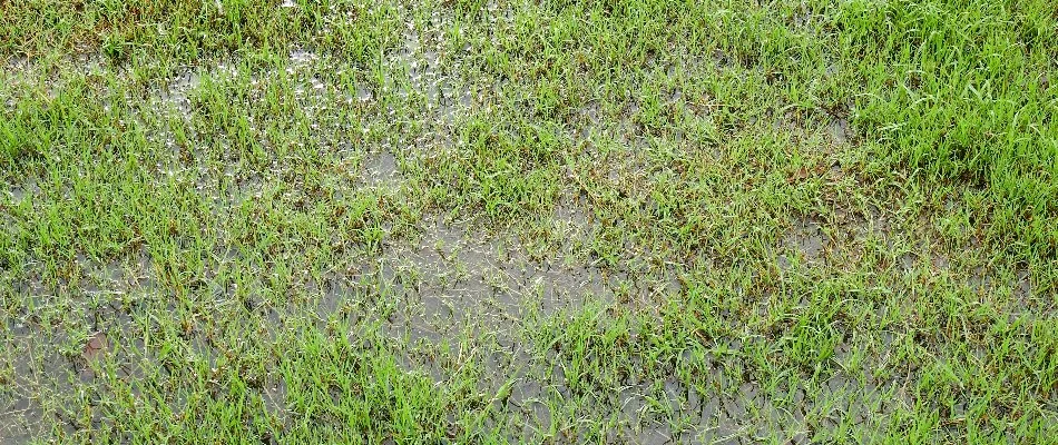 Puddle on a lawn in Macungie, PA.