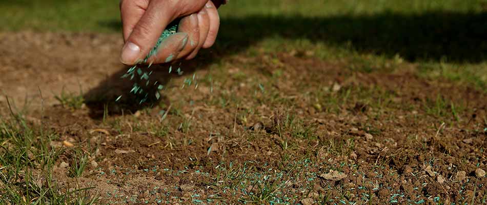 Seeds being scattered on a patchy lawn in Wescosville, PA.
