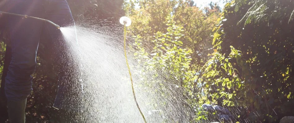 Selective herbicide treatment on a dandelion in Macungie, PA.