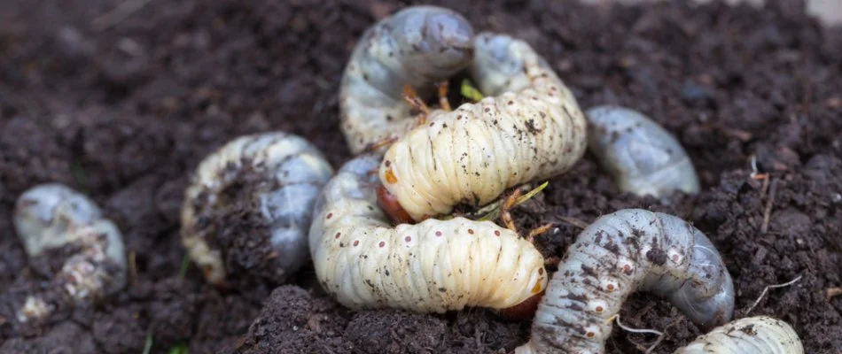 Soil in Macungie, PA, with several grubs.