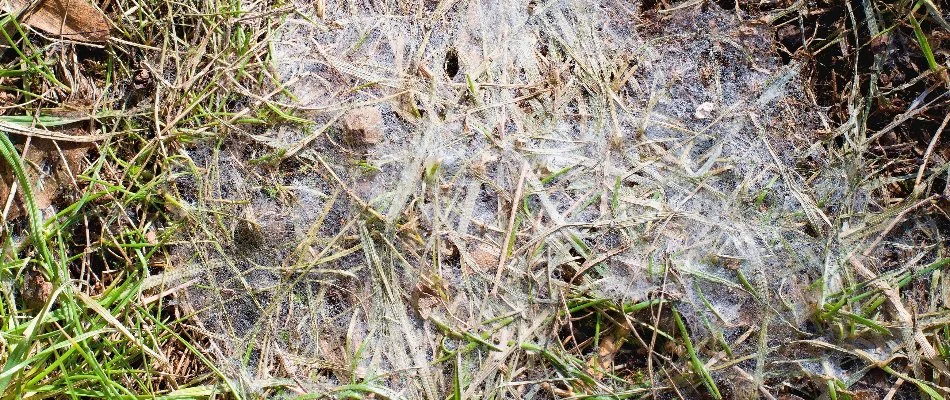Snow mold disease on a lawn in Macungie, PA.