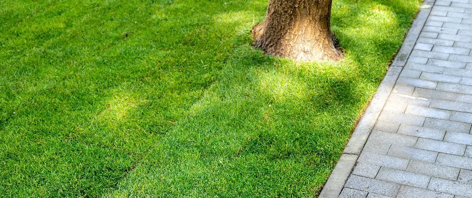 Sod around a tree in Macungie, PA.