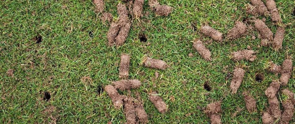 Soil cores on a lawn in Macungie, PA.