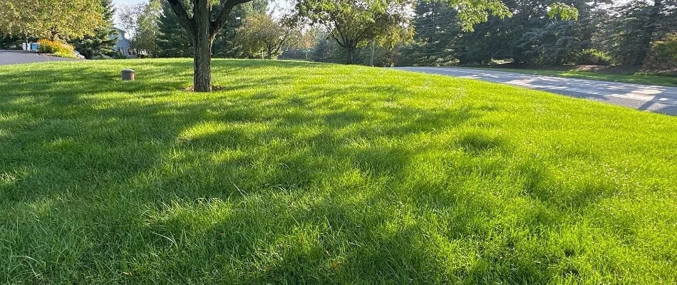 Sunlight on a green lawn in Macungie, PA.