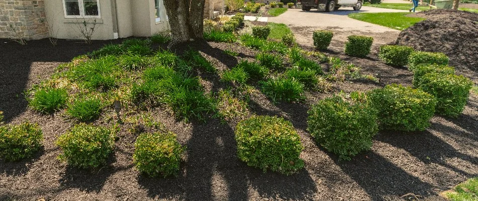 Sunlight shining on a landscape bed in Macungie, PA, with mulch and shrubs.