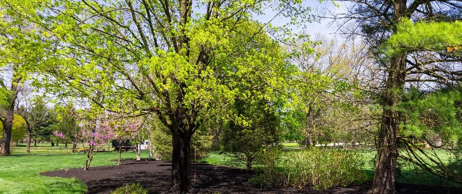 Tall oak tree in Pennsylvania.