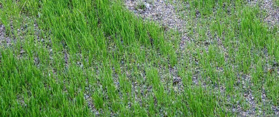 Thin lawn in Macungie, PA, with grass seeds.