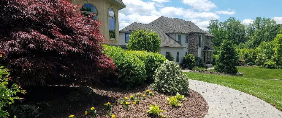 Tree with red leaves and shrubs in a landscape in Macungie, PA.