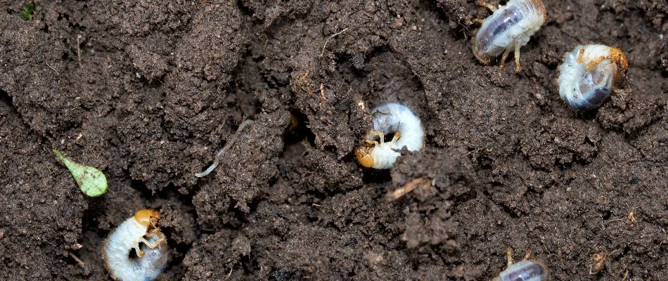 Soil in Macungie, PA, with white grubs.