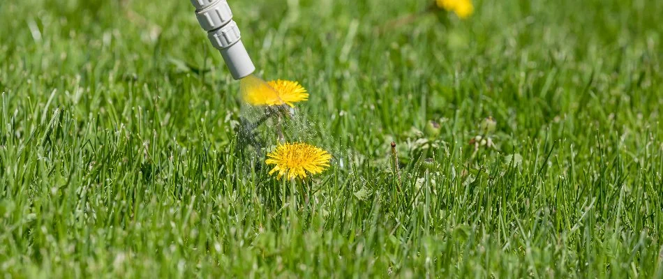 Yellow dandelion being sprayed on a lawn in Macungie, PA.