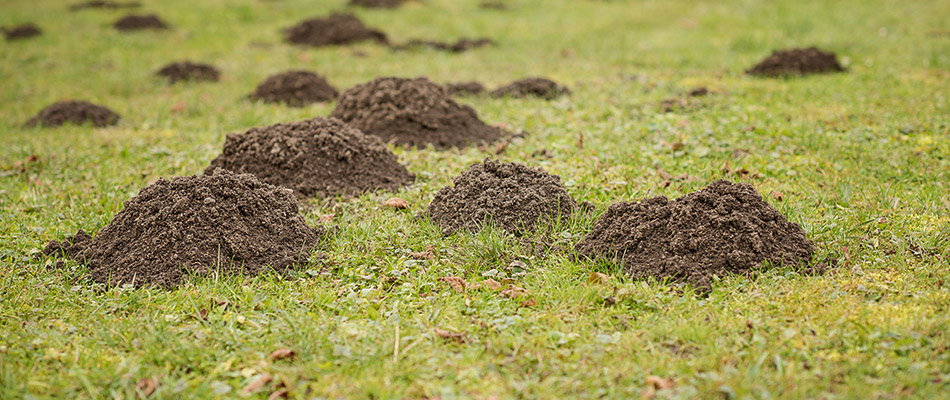 3 Signs Your Lawn Is Battling An Insect Infestation 