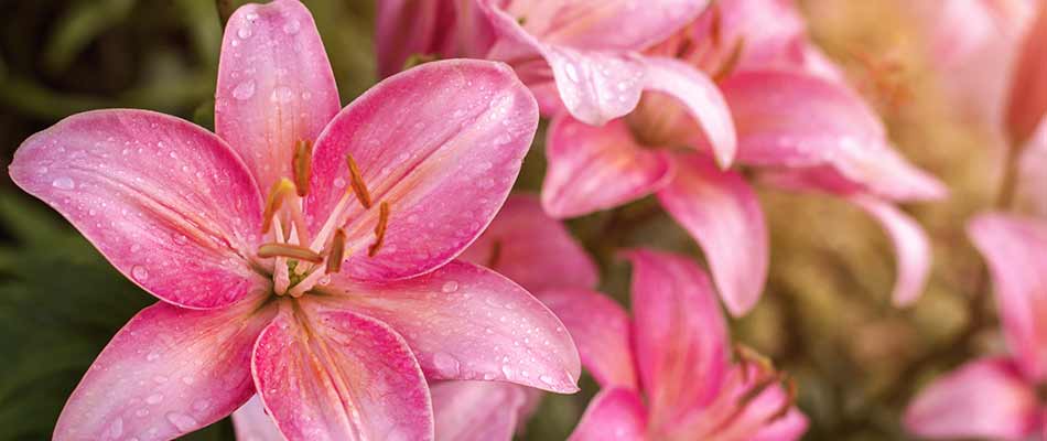 Bright pink lilies in a landscape bed near Macungie, PA.
