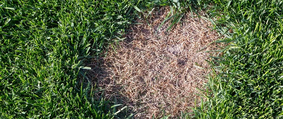 Brown patch in a customer's lawn in Allentown, PA.