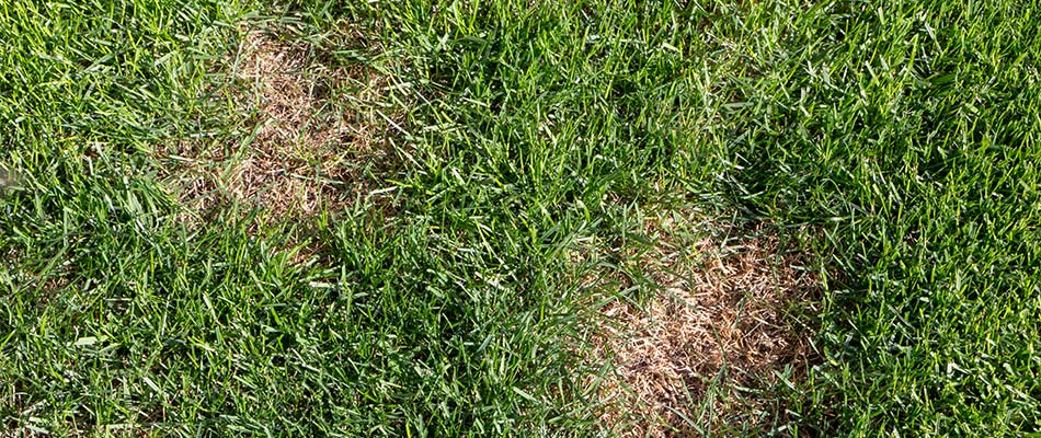 Brown patchy lawn impacted by a lawn disease near Wescosville, PA.