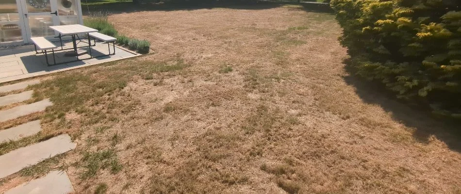 Brown, patchy lawn in Allentown, PA.