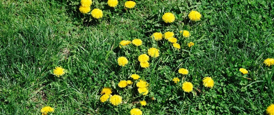 Dandelion weeds on a lawn in Macungie, PA.
