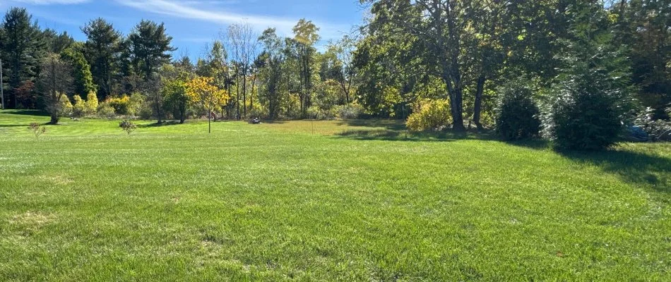 Dense green grass with tall trees in Nazareth, PA.