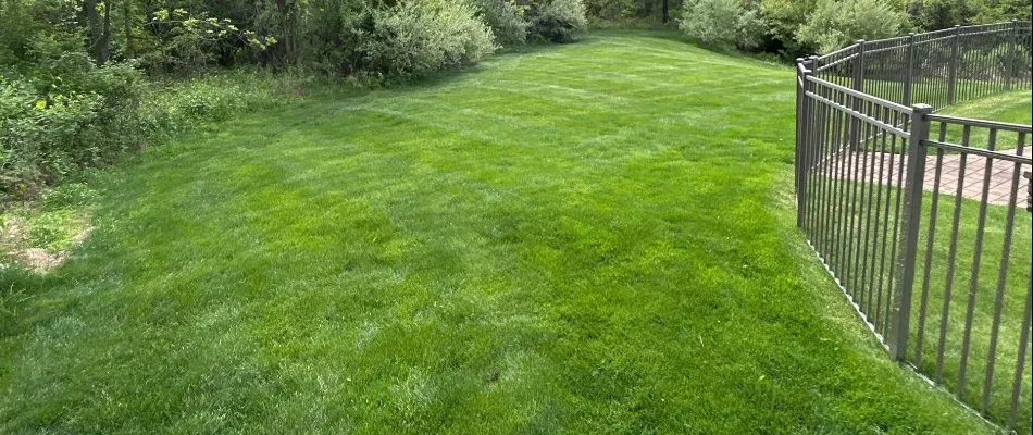 Fertilized green lawn in Coopersburg, PA.