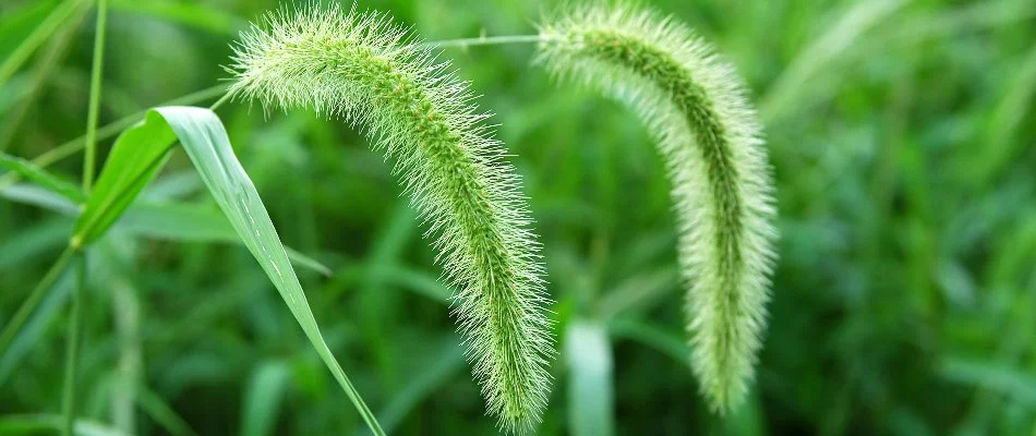 Foxtail weed on a lawn in Macungie, PA.