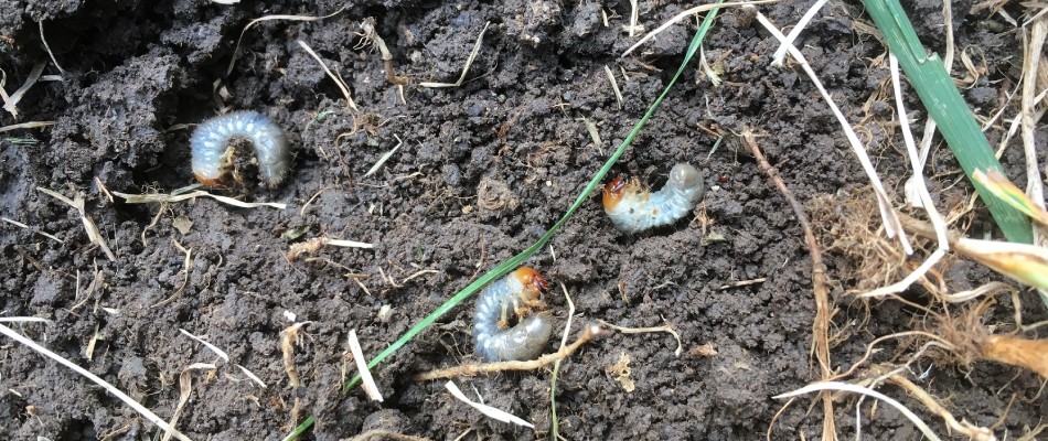Grubs found in lawn in Macungie, PA.