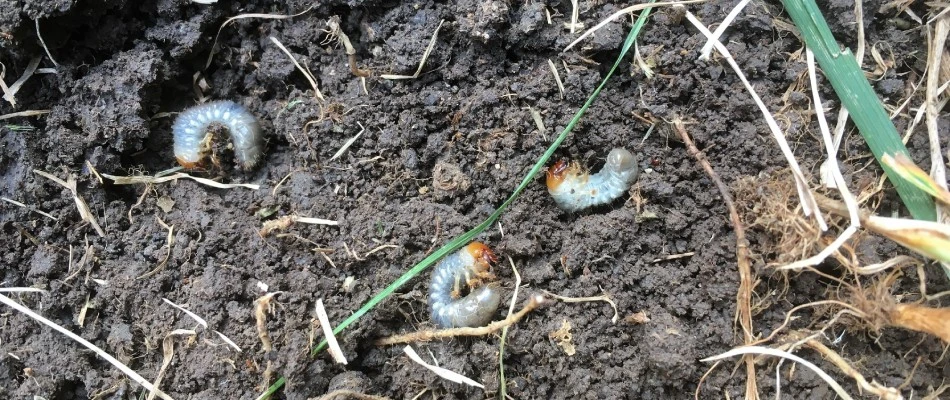 Grubs found in lawn in Macungie, PA.