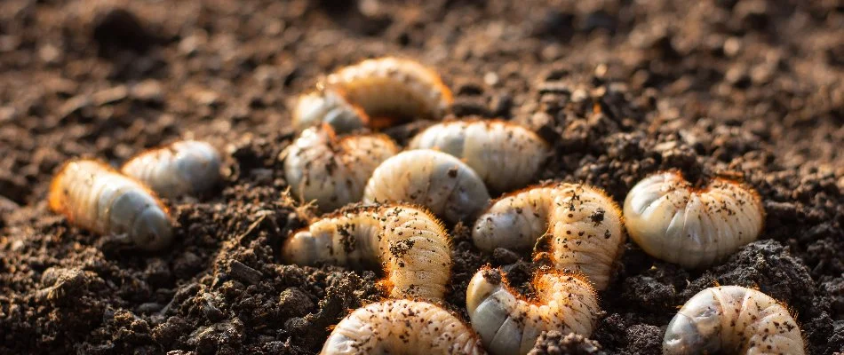 Grubs found in the soil of a lawn in Macungie, PA.
