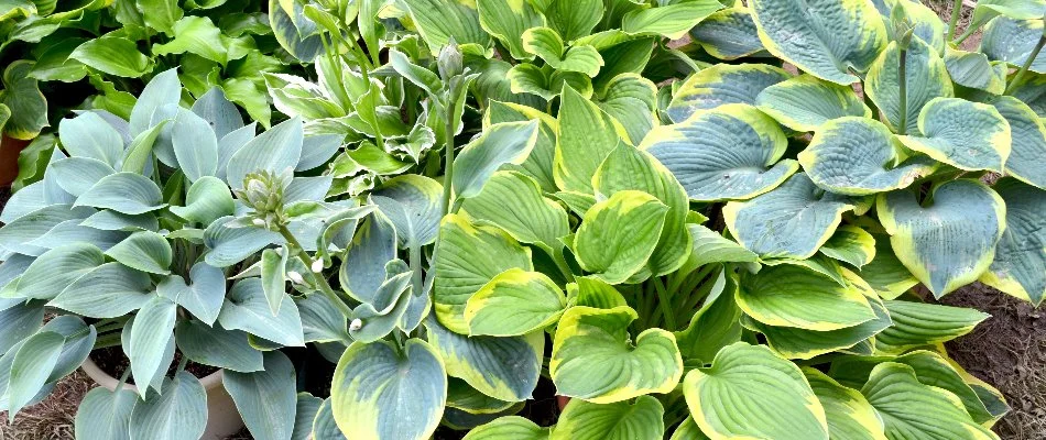 Hosta plants in a landscape in Macungie, PA.