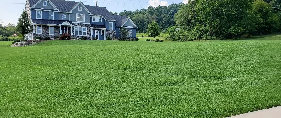 Well fertilized and weed free lawn in Trexlertown, PA.
