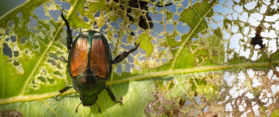 Japanese beetle on a leaf near Breinigsville, PA.