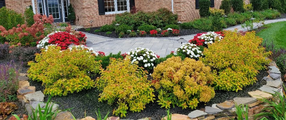Landscape bed in Gilbertsville, PA, with lush and colorful plants.