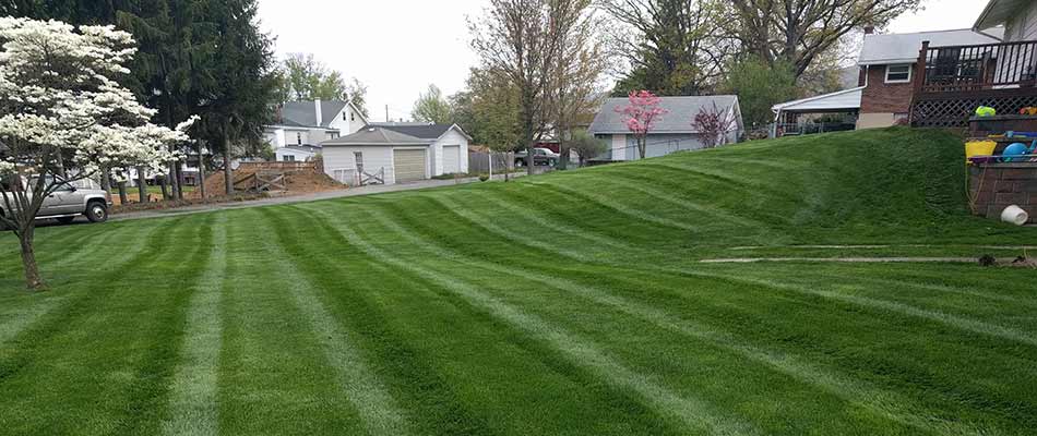Lawn with regular weed control services in Orefield, PA.