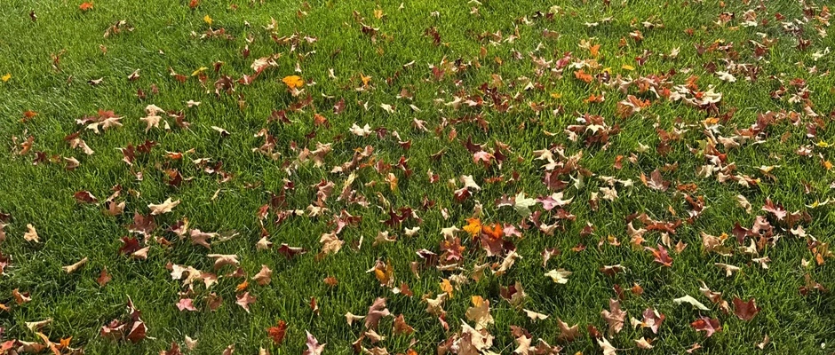 Leaves being blown from driveway in East Greenville, PA.