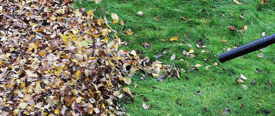 Leaves being removed from a lawn with a leaf blower near Macungie, PA.