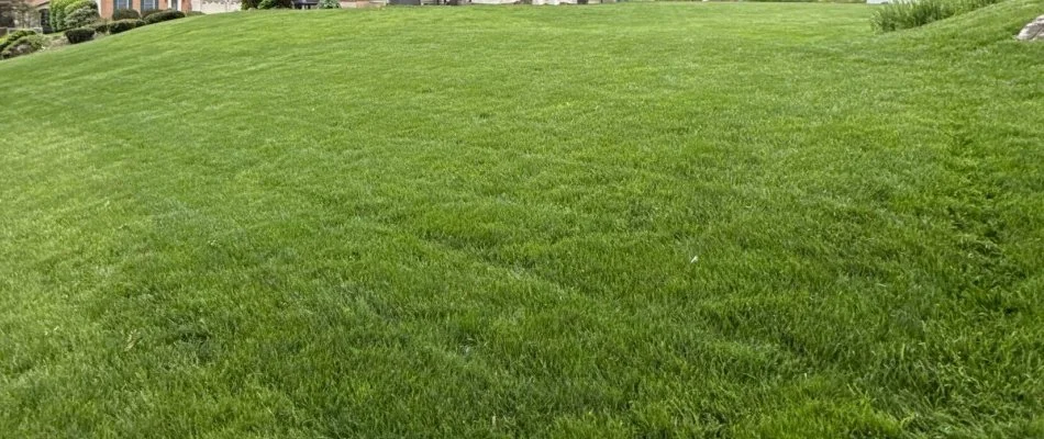 Lush green grass in Bethlehem, PA.