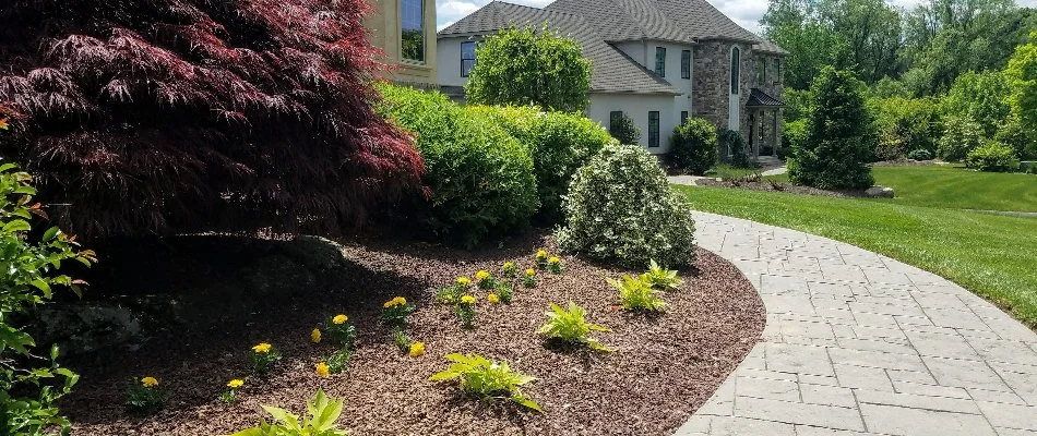 Native plants in a landscape bed in Macungie, PA.